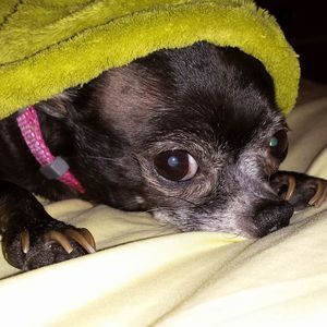 Meet your Posher, Delores